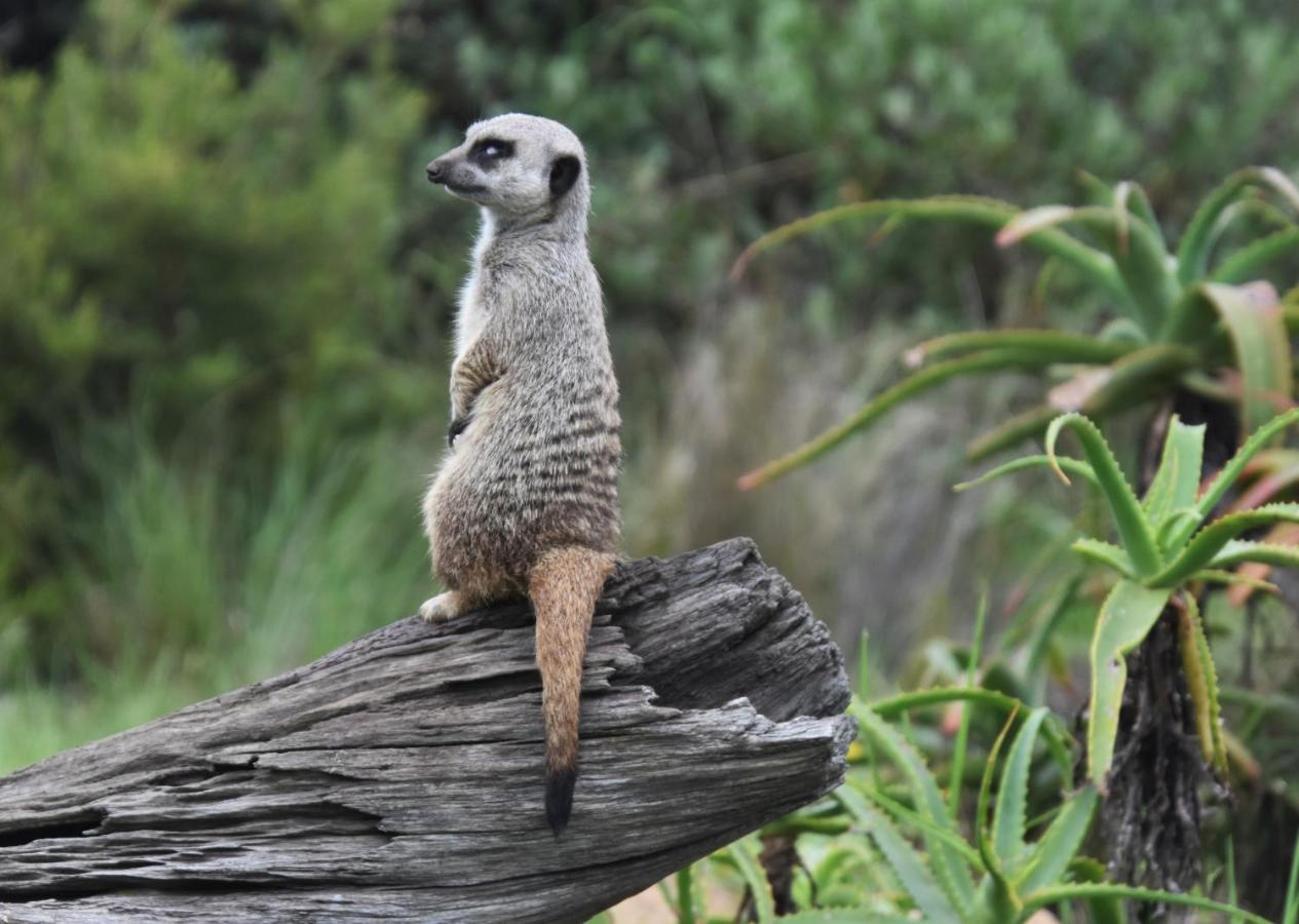 Tenikwa Wildlife Centre & Spa بليتنبيرغ باي المظهر الخارجي الصورة