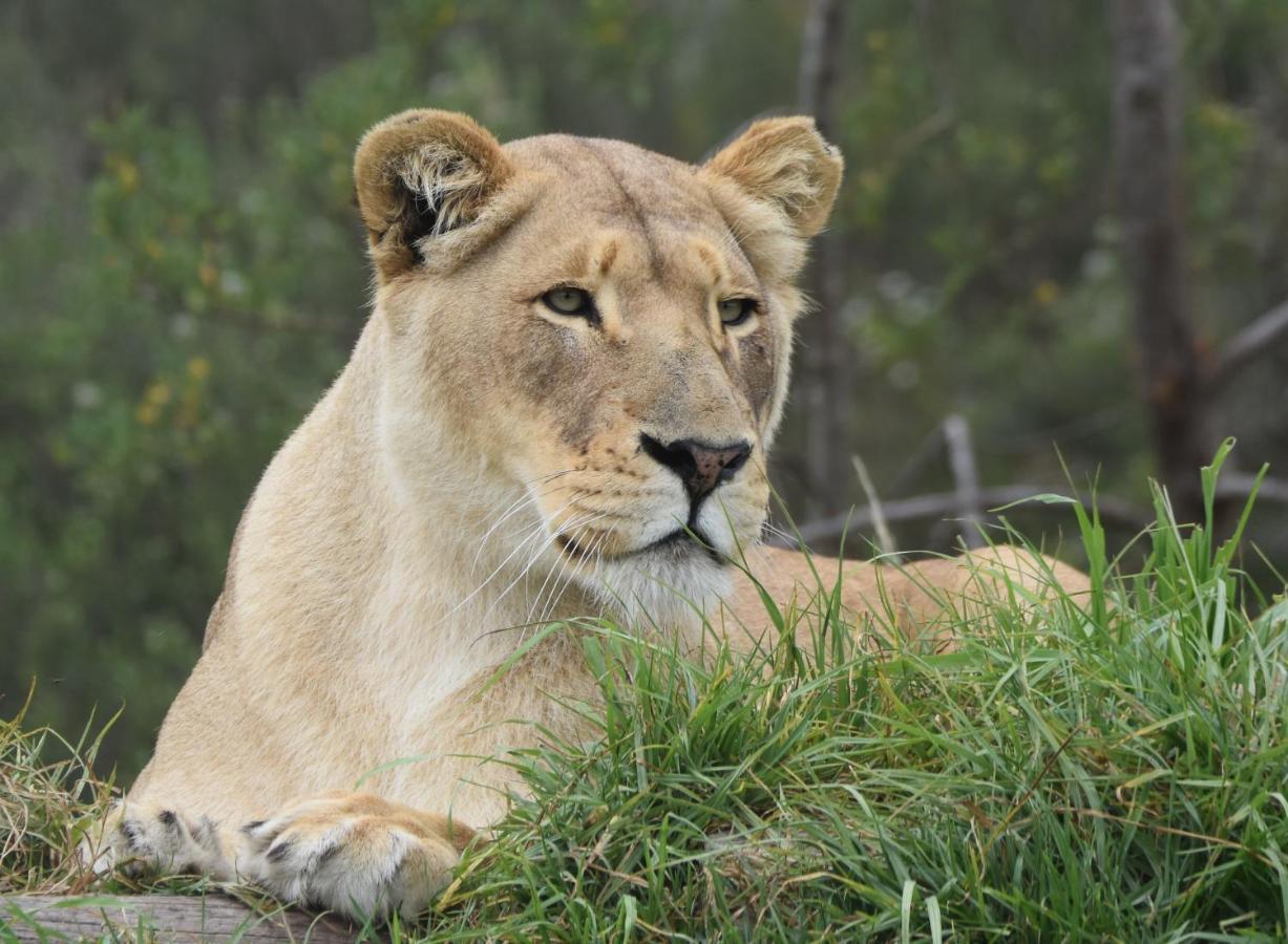 Tenikwa Wildlife Centre & Spa بليتنبيرغ باي المظهر الخارجي الصورة